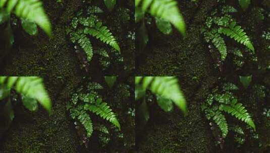 春雨植物雨珠空镜高清在线视频素材下载