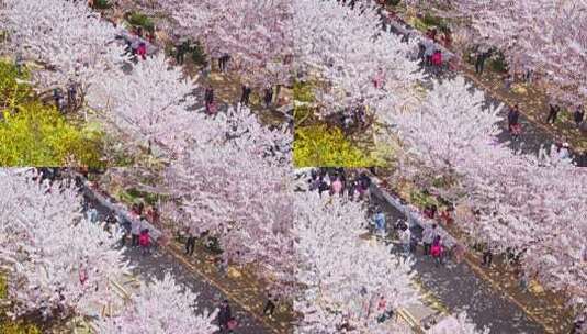 樱花节樱花市集春天市集50帧高清在线视频素材下载