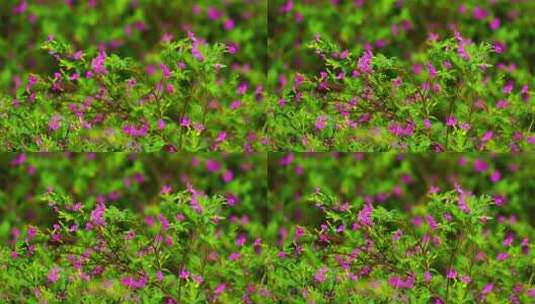 花草景观植物细叶萼距花C高清在线视频素材下载
