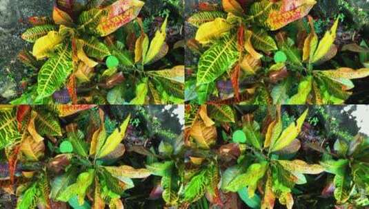美丽的热带植物高清在线视频素材下载