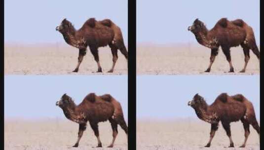 高清实拍沙漠骆驼高清在线视频素材下载