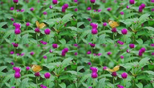 蝴蝶花丛千日红高清在线视频素材下载
