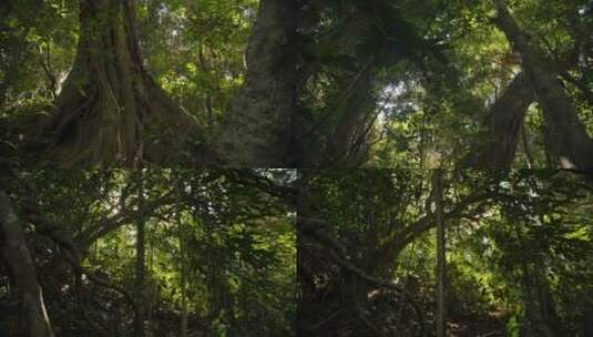 热带森林树木阳光高清在线视频素材下载