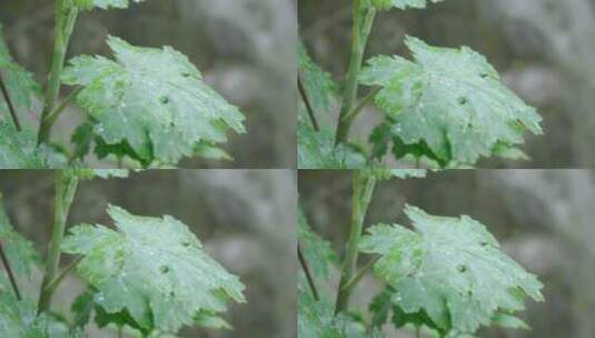 雨天下风吹绿叶上的水珠随风飘动高清在线视频素材下载