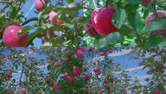 苹果园中树上挂满成熟的红富士苹果特写高清在线视频素材下载