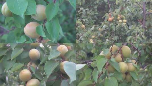 果树硕果累累黄杏结满枝头高清在线视频素材下载