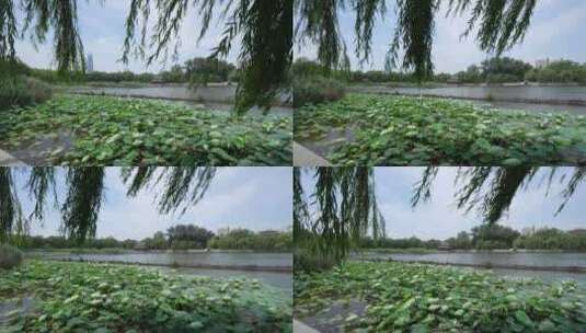 济南大明湖风景名胜区夏季风光高清在线视频素材下载