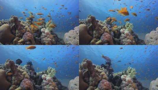 海水珊瑚花园高清在线视频素材下载