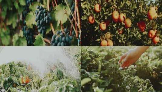 4k绿色食品有机蔬菜瓜果视频素材高清在线视频素材下载