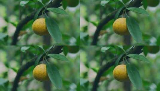 橘子树橘子丰收高清在线视频素材下载