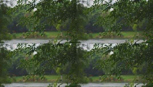 小雨沥沥绿叶下雨春雨景高清在线视频素材下载