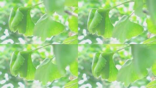 银杏树叶夏天夏季绿树绿叶视频高清在线视频素材下载