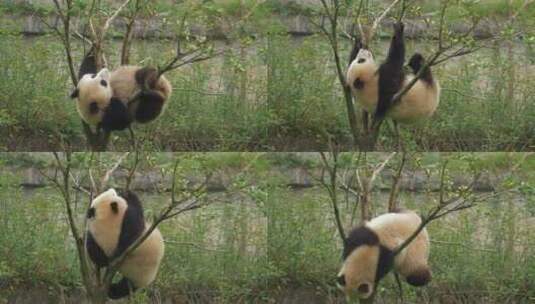 可爱大熊猫幼崽在树上玩耍高清在线视频素材下载