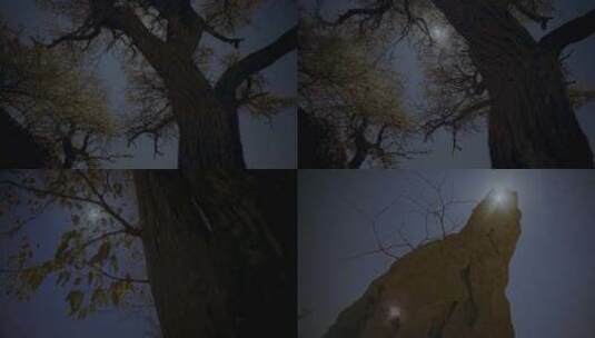 夜空月亮树木高清在线视频素材下载