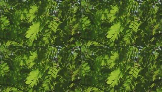 仰视透光树叶环绕空镜拍摄高清在线视频素材下载