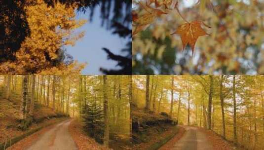 【合集】秋天黄色的落叶高清在线视频素材下载