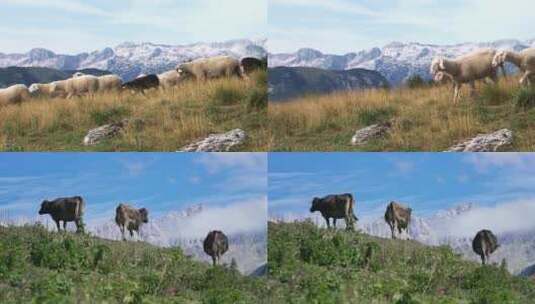 4K_高原牧场牛羊群高清在线视频素材下载