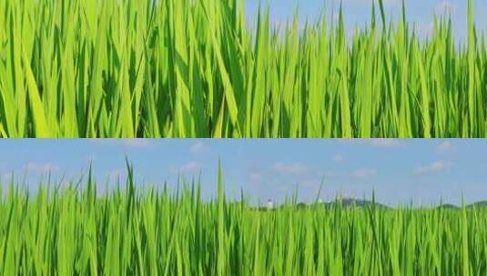 中国农业经济发展水稻种植地高清在线视频素材下载