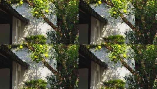 明代古典园林南京瞻园中式园林庭院的光影高清在线视频素材下载