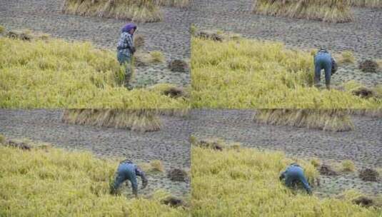 农民收割水稻高清在线视频素材下载