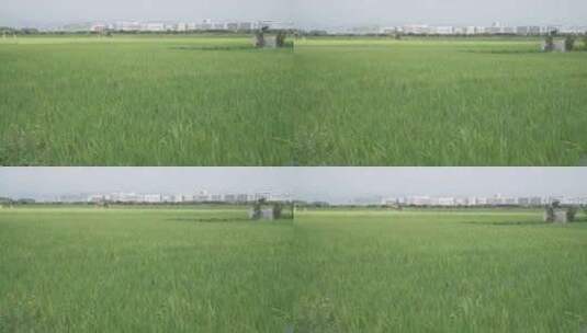 农村的绿色的稻田高清在线视频素材下载