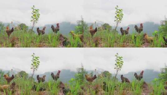 农村散养鸡鸭鹅三农生态高清在线视频素材下载