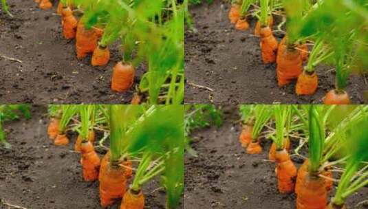 种植胡萝卜高清在线视频素材下载
