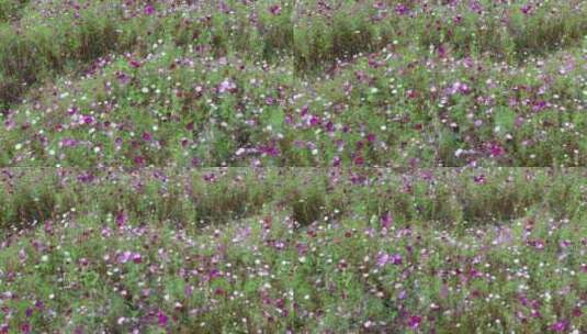 鲜花盛开的草坪高清在线视频素材下载