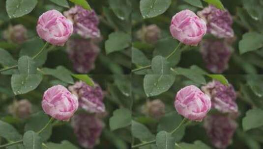 阴天下雨倾盆大雨粉色花朵蔷薇高清在线视频素材下载