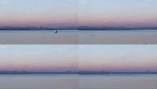 夕阳余晖昆明滇池漫天飞翔的海鸥高清在线视频素材下载