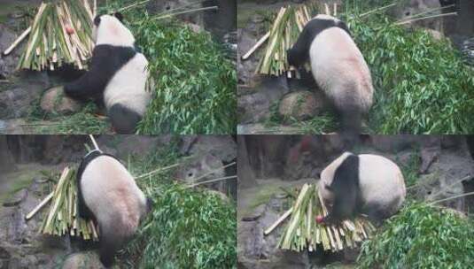 大熊猫躺在竹子上觅食熊猫吃竹笋吃竹子高清在线视频素材下载