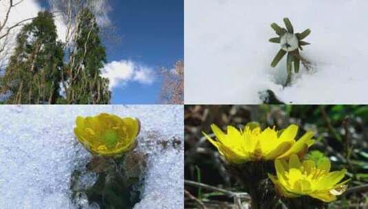 蓝天白云雪中鲜花盛开高清在线视频素材下载