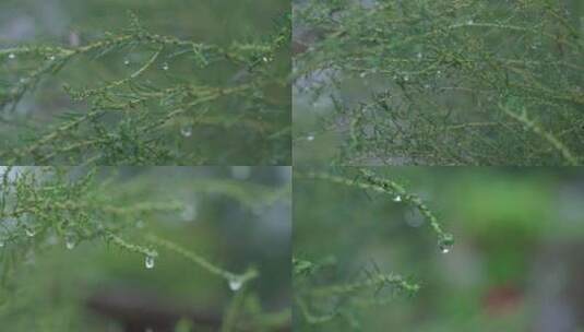 下雨过后小草水珠滴落高清在线视频素材下载