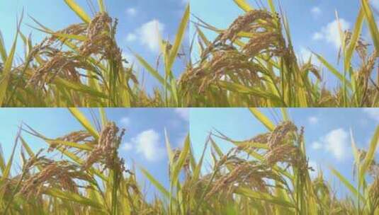 水稻颗粒饱满 稻谷稻穗高清在线视频素材下载