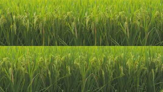 农村水稻田野稻穗五常大米丰收高清在线视频素材下载