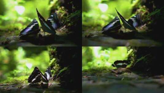 两只蝴蝶特写微距镜头蝴蝶飞走森林昆虫高清在线视频素材下载