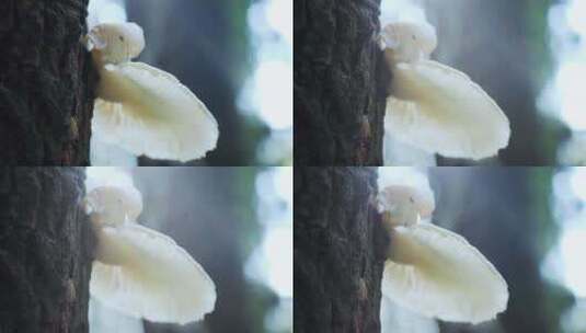 野生蘑菇高清在线视频素材下载