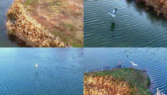 西安湿地公园鸟类高清在线视频素材下载