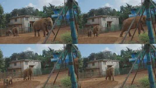 大象圆通山大象亚洲象昆明高清在线视频素材下载
