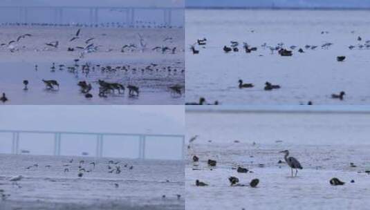 深圳湾飞行的红嘴鸥群高清在线视频素材下载