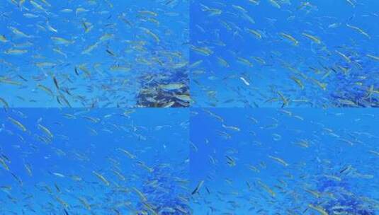 蓝色的海底世界里的鱼群高清在线视频素材下载