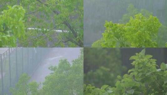 城市下暴雨倾盆大雨下雨天雨水雨滴植物树叶高清在线视频素材下载