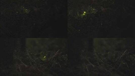 夏天夜晚树林里萤火虫发光高清在线视频素材下载