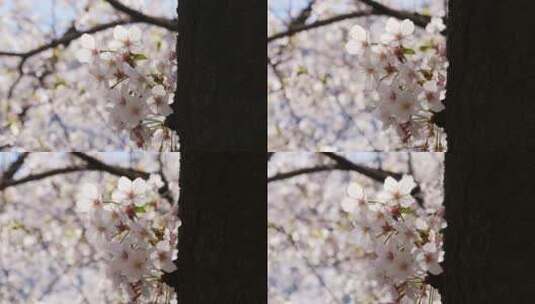 粗壮的樱花树丛高清在线视频素材下载