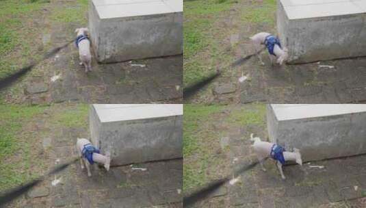 带皮带的秃头玩具狮子狗的POV在户外散步高清在线视频素材下载