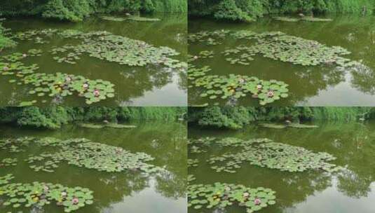 夏天池塘盛开的睡莲花实拍高清在线视频素材下载