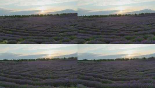 新疆伊犁霍城紫色薰衣草花海高清在线视频素材下载