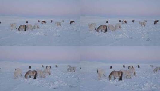 航拍内蒙古草原马群高清在线视频素材下载