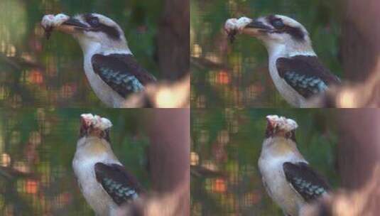 一只笑翠鸟的特写镜头，dacelo no高清在线视频素材下载