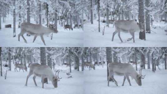 驯鹿，雪，森林，角高清在线视频素材下载